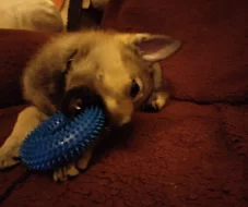 Československý vlčák s rodokmenem TOP spojení