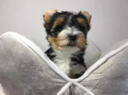 Štěňata super jorkšírského teriéra