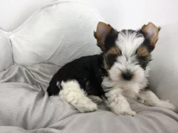 Štěňata super jorkšírského teriéra