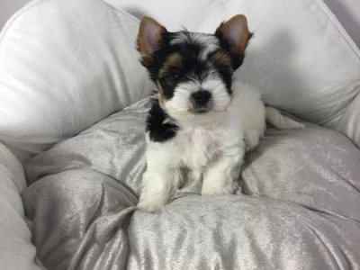 Štěňata super jorkšírského teriéra