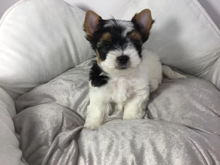 Štěňata super jorkšírského teriéra