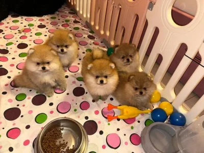 k dispozici čistokrevný pomeranian