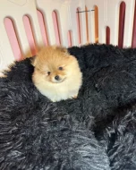 k dispozici čistokrevný pomeranian