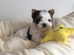 Biewer jorkšírský terier