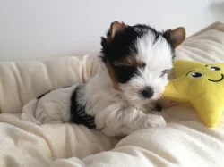 Biewer jorkšírský terier