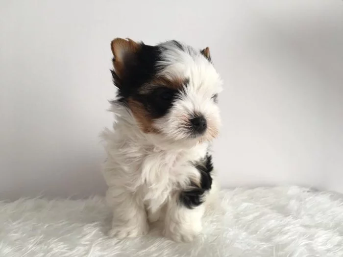 Biewer jorkšírský terier