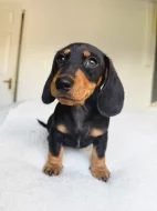 Jezevčík hladkosrstý trpasličí - fenky k odběru