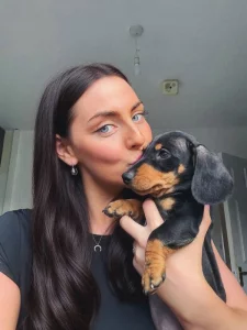 Jezevčík hladkosrstý trpasličí - fenky k odběru