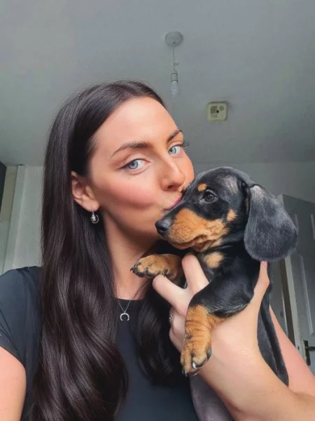 Jezevčík hladkosrstý trpasličí - fenky k odběru