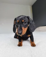 Jezevčík hladkosrstý trpasličí - fenky k odběru