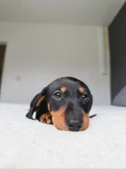 Jezevčík hladkosrstý trpasličí - fenky k odběru