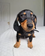 Jezevčík hladkosrstý trpasličí - fenky k odběru