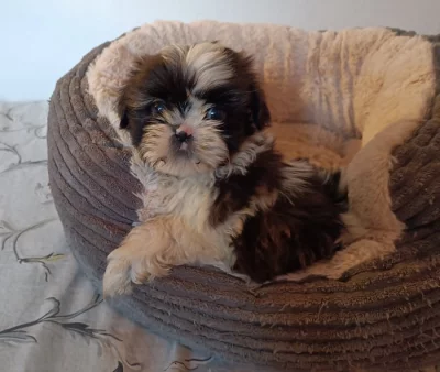 Shih-tzu - štěňata bez pp