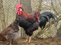 Vlaška koroptví - kohout