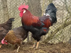 Vlaška koroptví - kohout