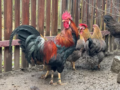 Vlaška koroptví - kohout