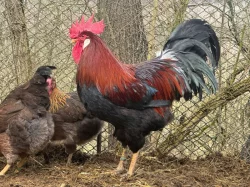 Vlaška koroptví - kohout