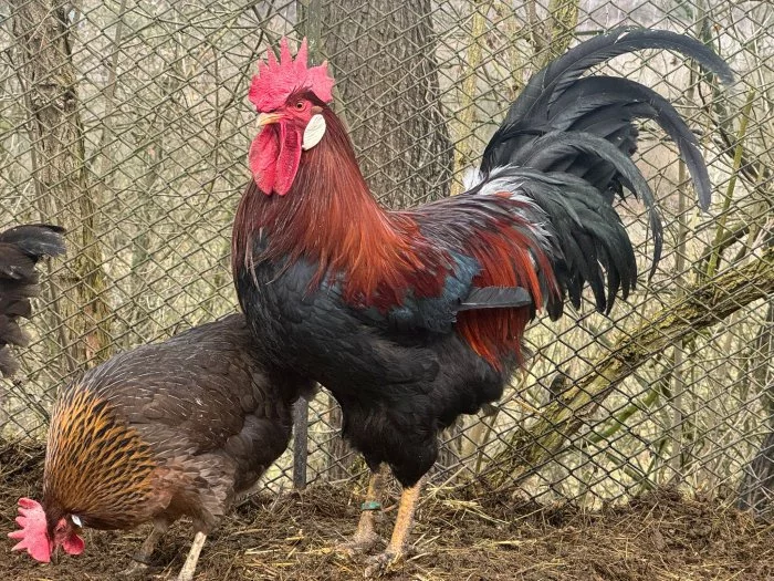 Vlaška koroptví - kohout