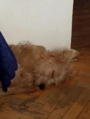 Daruji psa fenku rok a neco