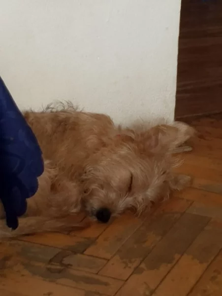 Daruji psa fenku rok a neco