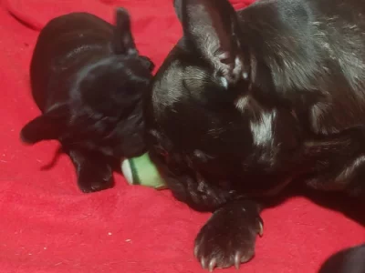 Francouzský buldoček štěňata s PP