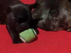 Francouzský buldoček štěňata s PP