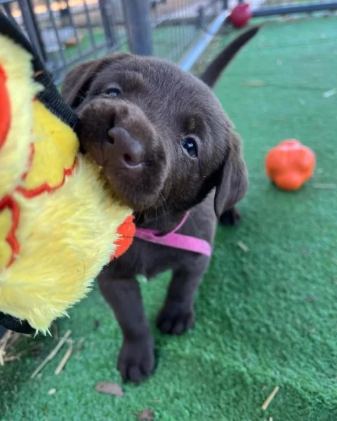 Štěňata labradora do nových domovů