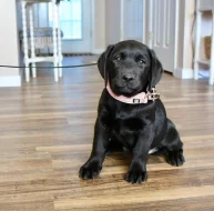 Štěňata labradora do nových domovů