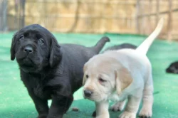 Štěňata labradora do nových domovů