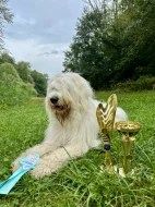 Zadáme štěňata Jihoruského ovčáka s PP