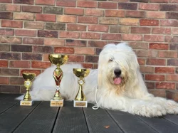 Zadáme štěňata Jihoruského ovčáka s PP