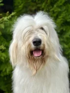 Zadáme štěňata Jihoruského ovčáka s PP