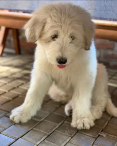 Zadáme štěňata Jihoruského ovčáka s PP