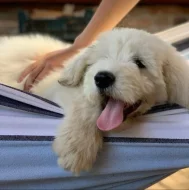 Zadáme štěňata Jihoruského ovčáka s PP