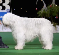 Jihoruský ovčák s PP