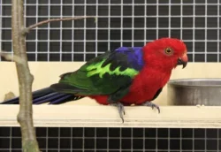 Austrálie odcerveni S76