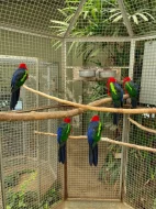 Austrálie odcerveni S76