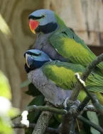 Austrálie odcerveni S76