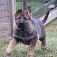 Německý Ovčák s PP