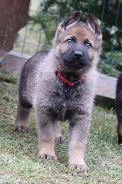 Německý Ovčák s PP