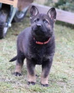 Německý Ovčák s PP