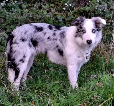 Prodám dvouletého psa border collie s PP