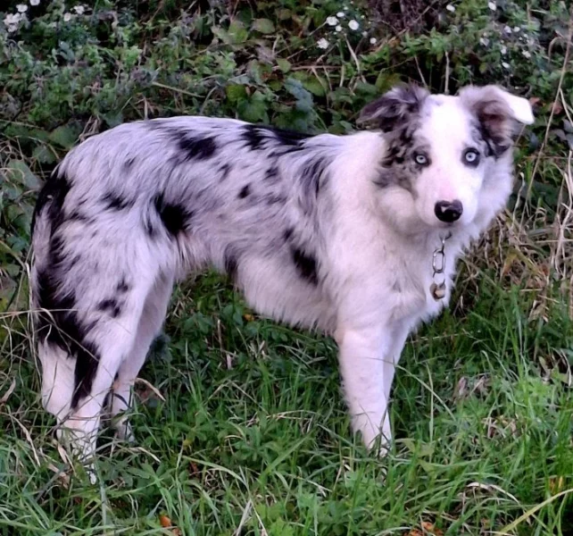 Prodám dvouletého psa border collie s PP