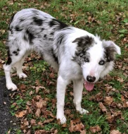 Prodám dvouletého psa border collie s PP
