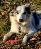 Prodám dvouletého psa border collie s PP
