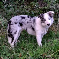 Prodám dvouletého psa border collie s PP