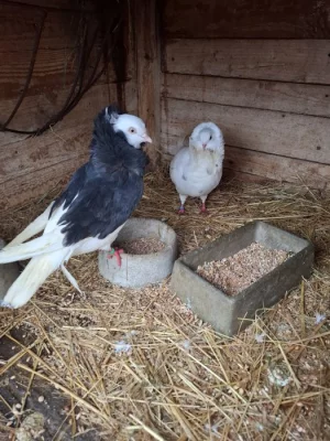 Staroholandský kapucín