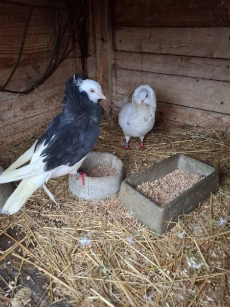 Staroholandský kapucín