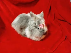 Nabízím zakrslého králíčka- teddy (stáří 2 měsíce)