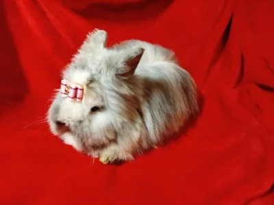 Nabízím zakrslého králíčka- teddy (stáří 2 měsíce)